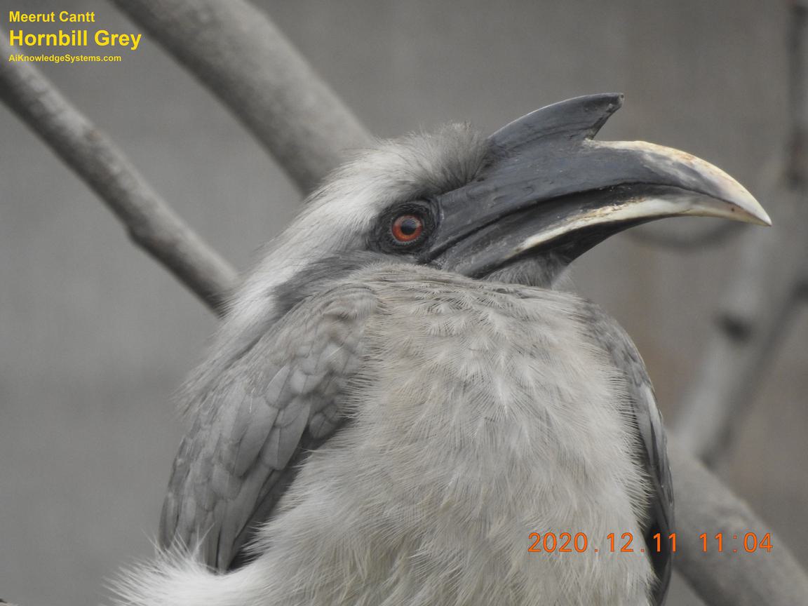 Hornbill Grey (97) Coming Soon